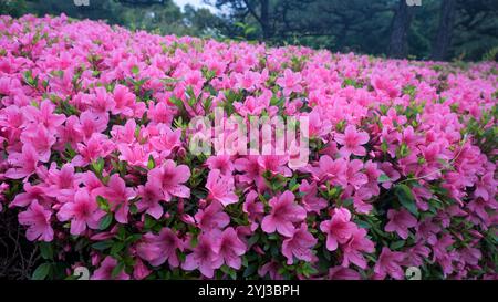 Superbes fleurs d'azalée rose en pleine floraison, mettant en valeur des couleurs vibrantes et la beauté fraîche du jardin, parfait pour l'inspiration printanière, les motifs floraux, la nature Banque D'Images