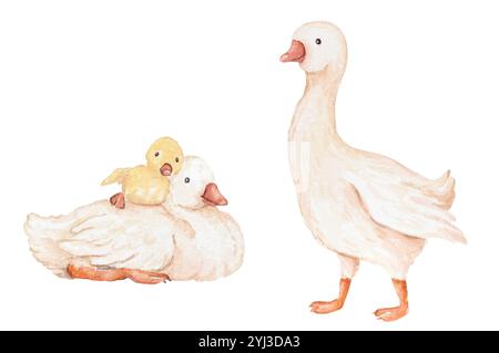 Oies avec bébé Aquarelle Clip Art, oie Aquarelle Clip Art, Cute Babies Animals Aquarelle Set, Aquarelle Farm Animals illustrations Banque D'Images