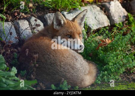 Londres, Royaume-Uni Météo, 13 novembre 2024 : à Clapham, au sud de Londres, un renard se boucle en boule dans un endroit ensoleillé pour capter la chaleur du soleil d'automne. Le sud de l'Angleterre connaît une période sèche et ensoleillée, mais le temps humide est attendu la semaine prochaine. Crédit : Anna Watson/Alamy Live News Banque D'Images