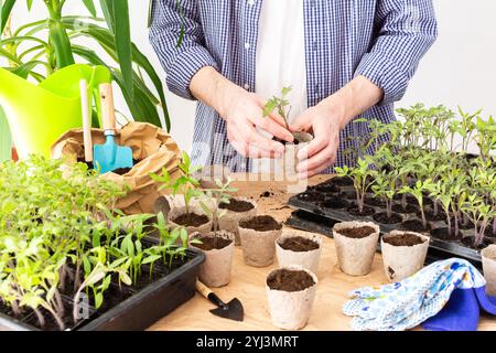 En piquant, un homme transplante de jeunes plants de tomates et de poivrons dans des pots écologiques, transplantant des plants de contenants en plastique dans des pots de tourbe, prepa Banque D'Images