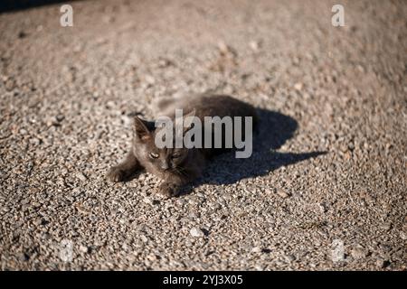 Un chat gris repose sur le sol. Un chat sans abri se prélasse au soleil. Concept d'animaux sans abri Banque D'Images