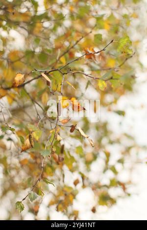 Feuilles de bouleau argenté jaune doré et orange en automne, suspendues délicatement contre un ciel doux et pâle. Banque D'Images