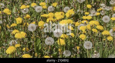 Fleurs et têtes de graines (horloges) du pissenlit (Taraxacum officinale, pissenlit commun) au printemps. Les pissenlits sont l'une des fleurs les plus courantes Banque D'Images