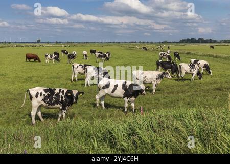 Bovins noirs et blancs friseurs Holstein (principalement des génisses) sur un pâturage près de Meggerdorf dans la dépression d'Eider-Treene-Sorge dans le Schleswig-Holstein, Ger Banque D'Images