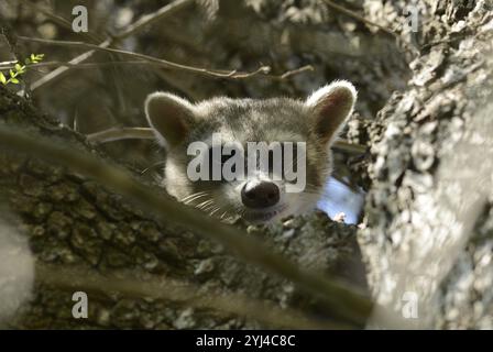 Un raton laveur sud-américain (Procyon cancrivorus) scrutant les branches dans un cadre forestier, partiellement caché par l'arbre, Chaco, Paraguay, South Amer Banque D'Images