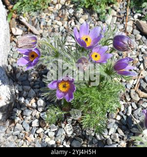 Pasqueflower Pulsatilla pratensis plante poilue avec fleur violette Banque D'Images