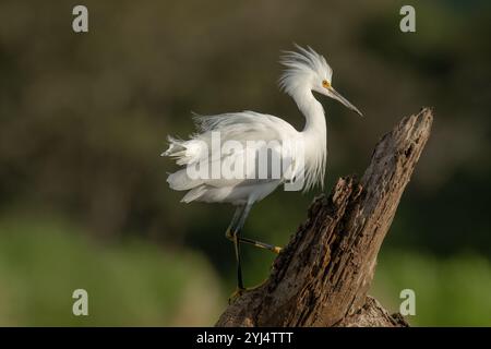 L'aigrette enneigée ((Egretta thula) est un petit héron blanc sur la rive de la rivière au Costa Rica Banque D'Images