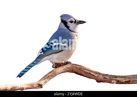 Un profil d'un bluejay perché sur la branche. Fond blanc. Banque D'Images