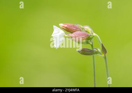 Une vue de profil d'un campion blanc. La fleur a cinq pétales blancs et brillants avec des sépales fusionnés et gonflés qui créent une apparence semblable à un ballon. Sur un s Banque D'Images