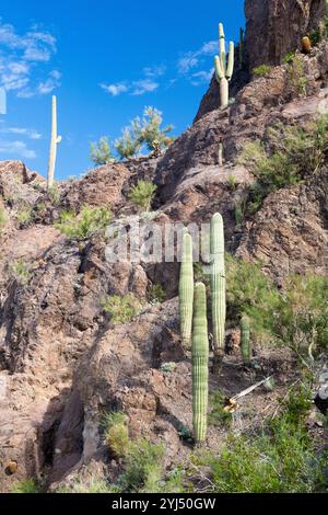 Une falaise en calcaire et autres dessert saguaros, végétation Picacho Peak State Park, Arizona Banque D'Images