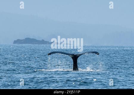 Alaska, Stika, Sitka Sound, baleines à bosse. Banque D'Images