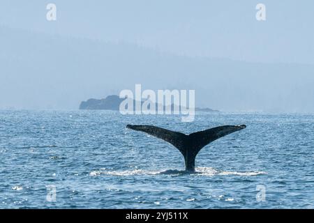 Alaska, Stika, Sitka Sound, baleines à bosse. Banque D'Images