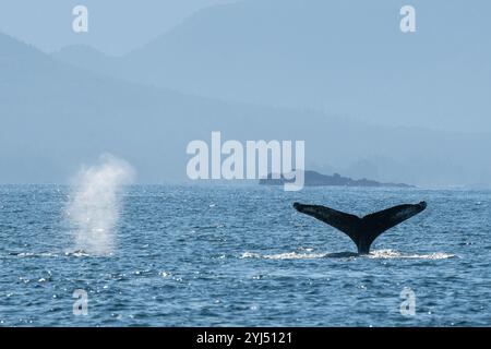 Alaska, Stika, Sitka Sound, baleines à bosse. Banque D'Images