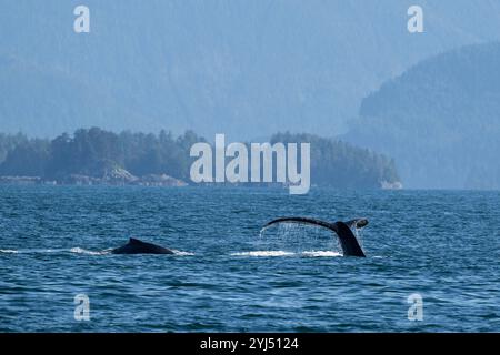 Alaska, Stika, Sitka Sound, baleines à bosse. Banque D'Images