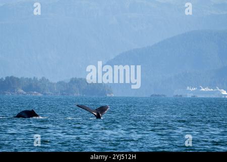 Alaska, Stika, Sitka Sound, baleines à bosse, bateaux de croisière au loin. Banque D'Images