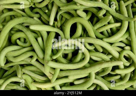 Vue plein écran de concombres arméniens indiens crus fraîchement récoltés ou Cucumis melo à Jaipur, Inde Banque D'Images