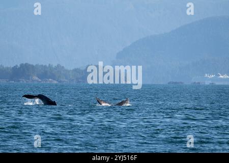 Alaska, Stika, Sitka Sound, baleines à bosse, bateaux de croisière au loin. Banque D'Images