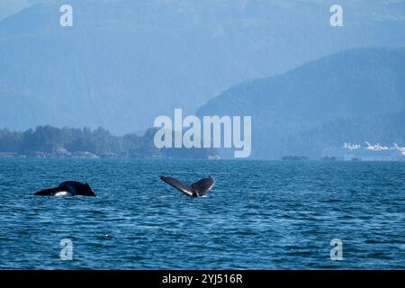 Alaska, Stika, Sitka Sound, baleines à bosse, bateaux de croisière au loin. Banque D'Images
