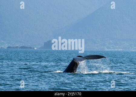 Alaska, Stika, Sitka Sound, baleines à bosse. Banque D'Images