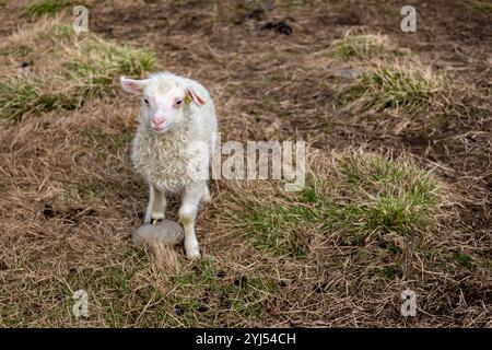 Bébé mouton blanc islandais (agneau) avec étiquette dans l'oreille debout sur l'herbe dans une ferme près du canyon de Studlagil, Islande. Banque D'Images