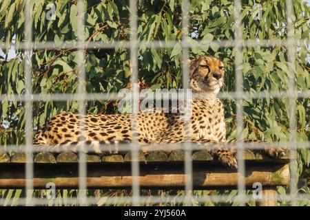 Angleterre, Kent, Wingham, Wingham Wildlife Park, Cheetah Banque D'Images