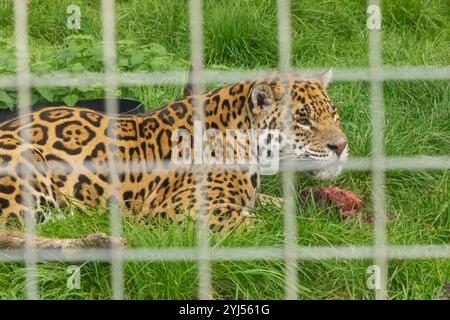 Angleterre, Kent, Wingham, Wingham Wildlife Park, Jaguar Banque D'Images