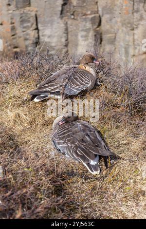 Les oies à pieds roses (Anser brachyrhynchus) reposent au bord de la falaise dans le canyon Studlagil, en Islande, avec des colonnes hexagonales de basalte dans le dos Banque D'Images