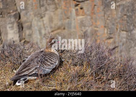 L'oie à pattes roses (Anser brachyrhynchus) repose au bord de la falaise dans le canyon Studlagil, Islande, avec des colonnes hexagonales de basalte. Banque D'Images