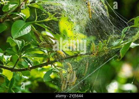 Chenilles Yponomeuta cagnagella regroupées sur des branches d'arbres recouvertes de ruban de soie. Photographie macro dans un environnement vert naturel. Insectes nuisibles a Banque D'Images