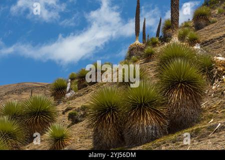 Plantes Puya raimondii très haut dans les Andes péruviennes, l'Amérique du Sud. Banque D'Images