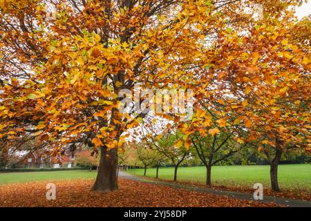 Angleterre, Kent, Tunbridge Wells, Langton Green, feuilles d'automne colorées Banque D'Images