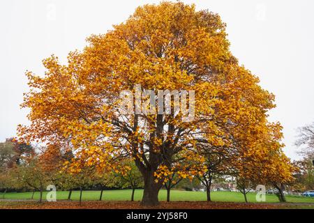 Angleterre, Kent, Tunbridge Wells, Langton Green, feuilles d'automne colorées Banque D'Images