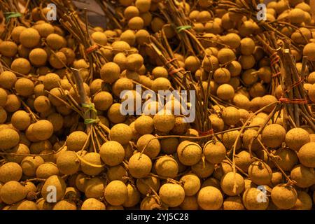 Un grand bouquet de fruits longan frais, rassemblés en bouquets attachés avec une corde. Les fruits ronds bruns ont une peau mince et un peu rugueuse, et les grappes Banque D'Images