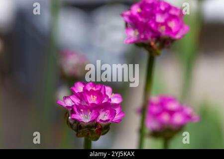 Plante à fleurs, Armeria alpina , friandise alpine, fleurs magenta en groupe Banque D'Images