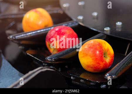 Bande transporteuse, les pommes fraîches sont triées dans une usine. Industrie alimentaire Banque D'Images