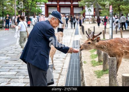 Nara, Japon - 05.2024, touriste nourrissant le cerf sika avec un craquelin à Nara, Japon. Banque D'Images