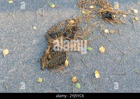 Le fumier sec de cheval repose sur un chemin pavé avec des aiguilles de pin sèches et des feuilles dispersées autour Banque D'Images