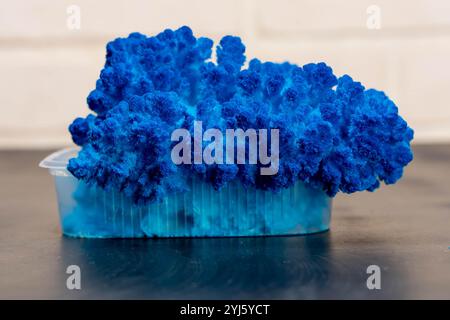 Cristal bleu de sulfate de cuivre se développant dans un récipient en plastique sur un fond sombre Banque D'Images