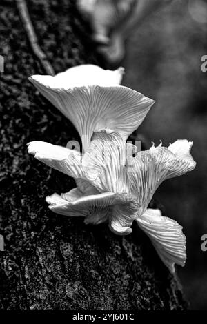 Un gros plan détaillé en noir et blanc de champignons poussant sur un tronc d'arbre, mettant en évidence leurs textures complexes et leur beauté naturelle. Parfait pour la nature Banque D'Images