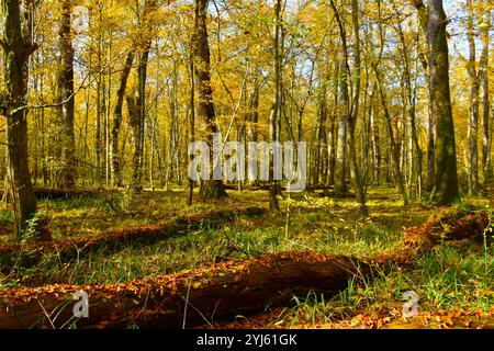 Ancienne plaine, tempérée, forêt caduque de Krakovski Gozd avec des chênes pédonculés (Quercus robur) et des troncs d'arbres en décomposition dans Dolenjska, slove Banque D'Images