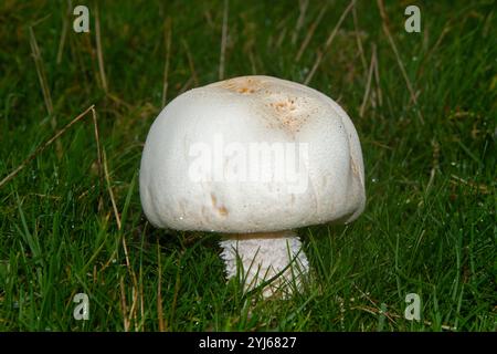 Gros champignon blanc Agaricus arvensis, champignon de cheval, dans les prairies. Banque D'Images