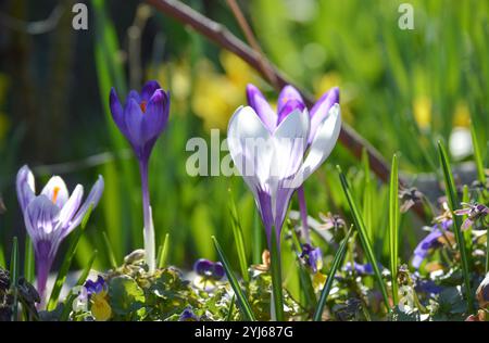Fleurs de crocus violettes et blanches dans le champ Banque D'Images