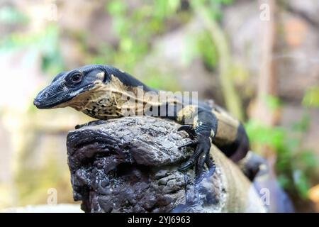 Portrait d'un lézard moniteur assis sur un arbre dans la nature. Photo de haute qualité Banque D'Images