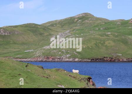 Moutons au sommet d'une colline près de Mavis Grind, Shetland Banque D'Images