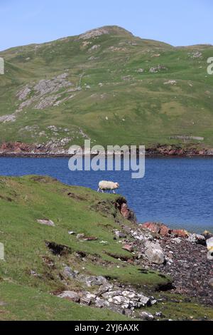 Moutons au sommet d'une colline près de Mavis Grind, Shetland Banque D'Images