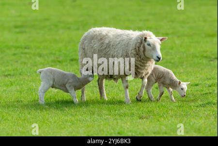 Mouton, mère mouton avec ses deux jeunes agneaux au printemps avec un agneau allaité. Yorkshire Dales, Royaume-Uni. Arrière-plan vert propre. Espace pour la copie. Horiz Banque D'Images