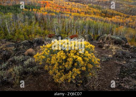 Ericameria nauseosa et Populus tremuloides à Steens Mountain, en Oregon. Banque D'Images