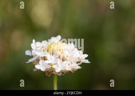 Ce qui semble être un bouquet de minuscules fleurs blanches sont en fait les écailles de pappus sur le fruit d'une Marguerite, Ursinia sp., après la chute des pétales d'orange Banque D'Images