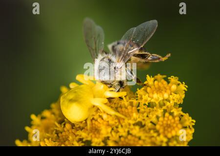 Une araignée crabe, Thomisidae sp., se fond dans une fleur jaune et attend de s'attaquer à un pollinisateur sans méfiance comme cette abeille du Cap, Apis mellifera. Banque D'Images