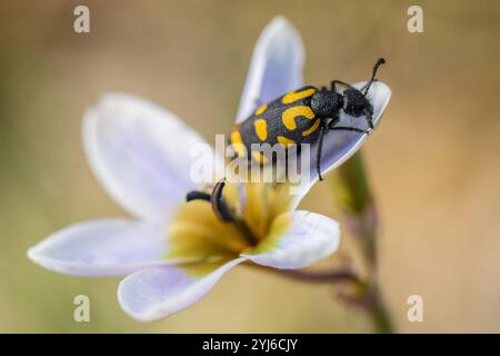 Un coléoptère sous blister tacheté, Ceroctis capensis, est assis sur une fleur de pied Kalossie, Ixia monadelpha, Rondebosch Common, Cape Town, Afrique du Sud. Banque D'Images